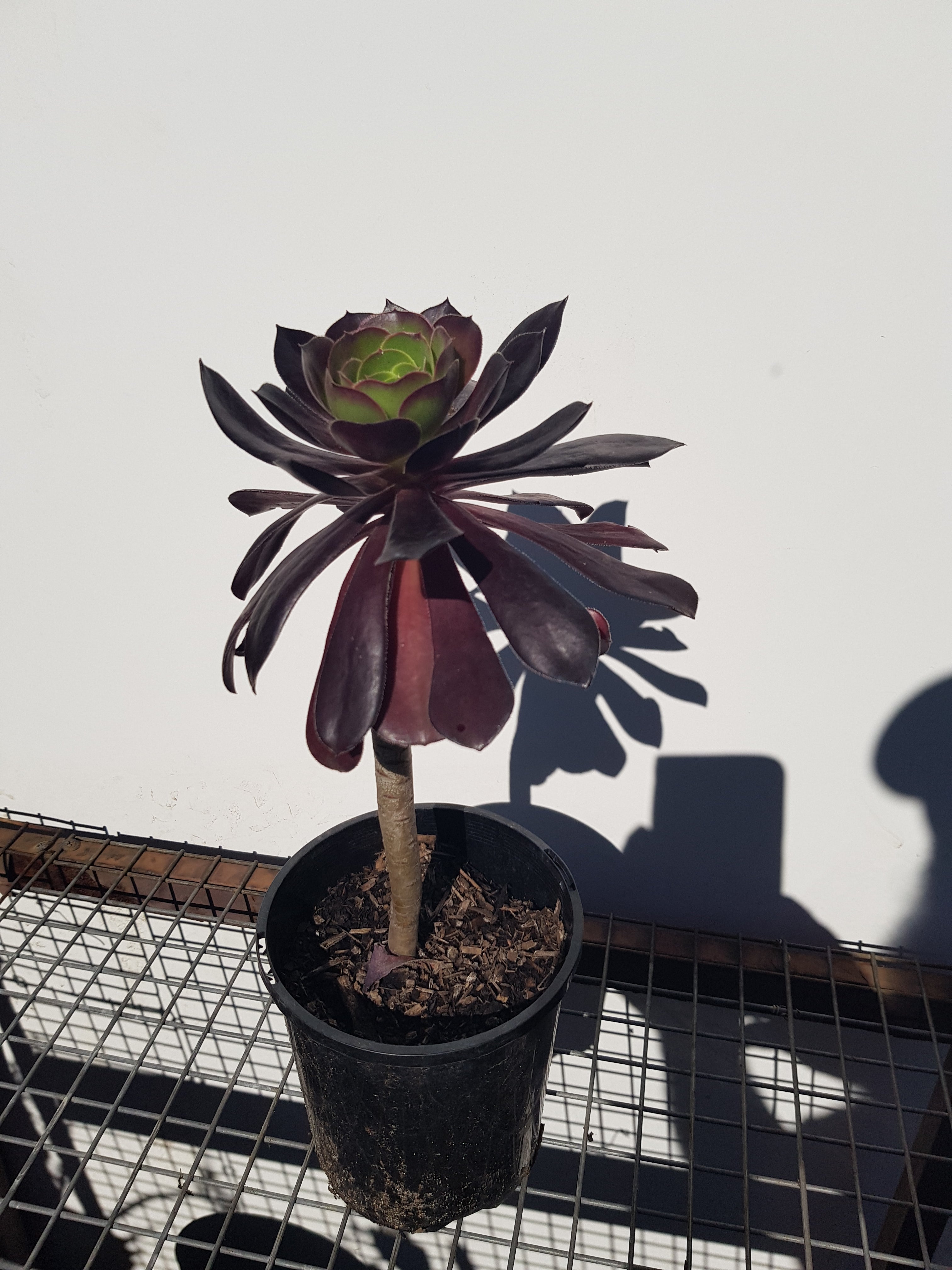 Aeonium Arboreum - Succulent - One Red Hill